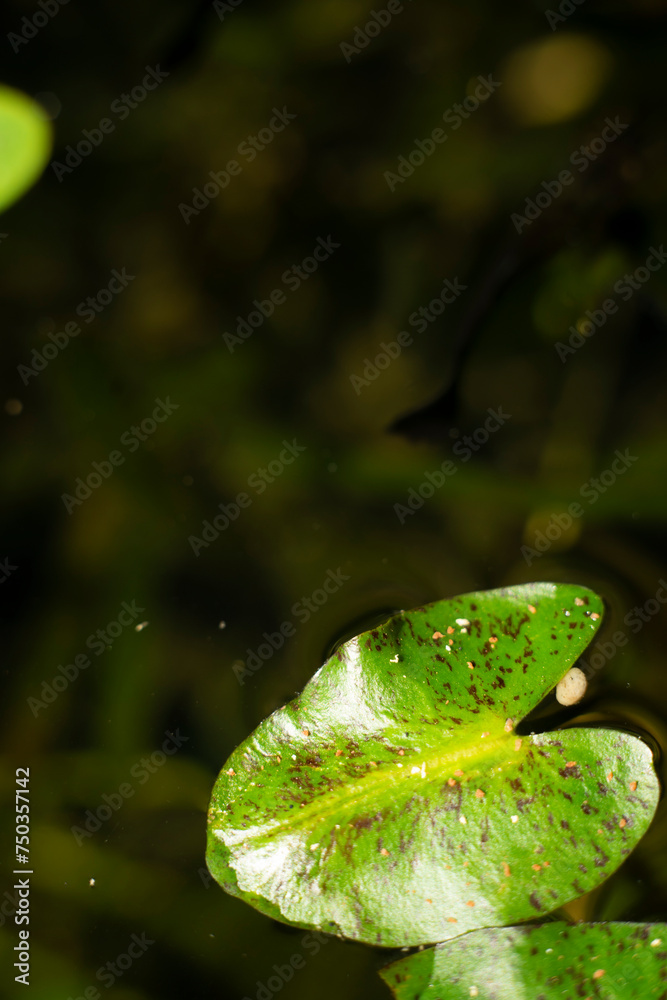 Close-up of water lily blooming outdoors,Close-up of pink lotus water lily. full bloom royal lotus flowers green leaves in lotus pond. china Close-up of water lily blooming outdoors,Close-up of pink lotus water lily. full bloom royal lotus flowers green leaves in lotus pond. china
