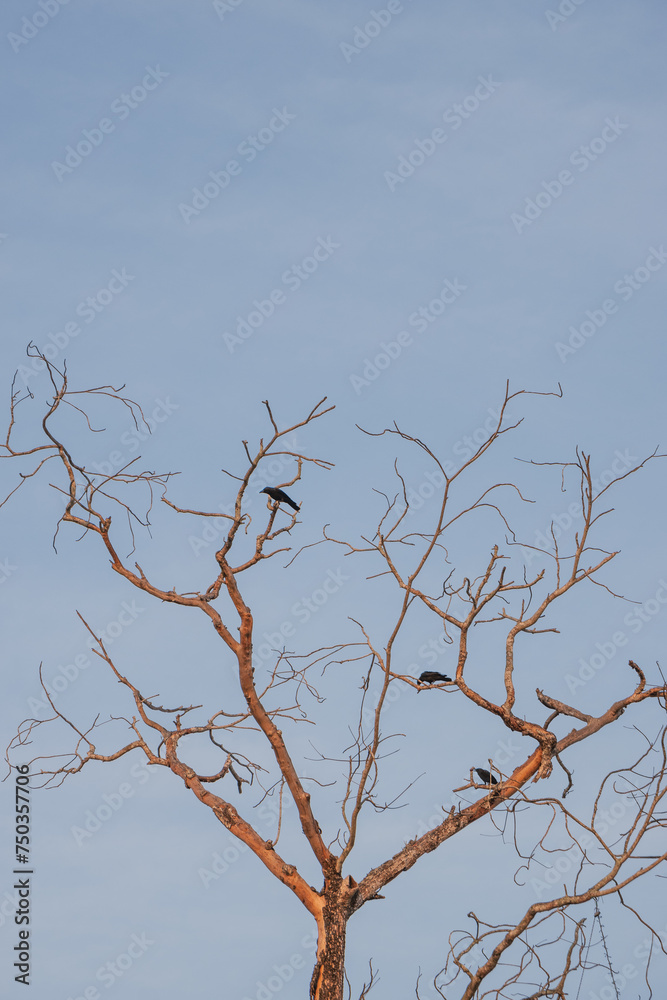 Crows resting on a leafless tree during a hot summer day Crows resting on a leafless tree during a hot summer day