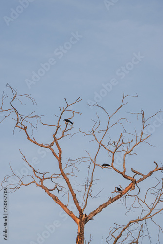 Crows resting on a leafless tree during a hot summer day