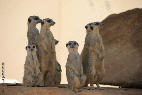 Meerkat family is watching and waiting for something being on guard