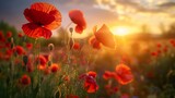 nature background with red poppy flower poppy in the sunset in the field