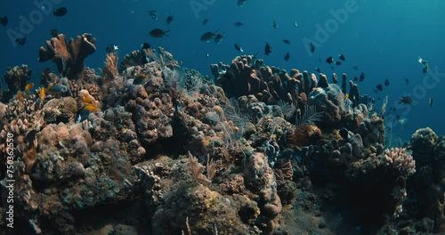 AmazingLiving corals underwater in clear blue ocean. Marine wild life in tropical sea photo