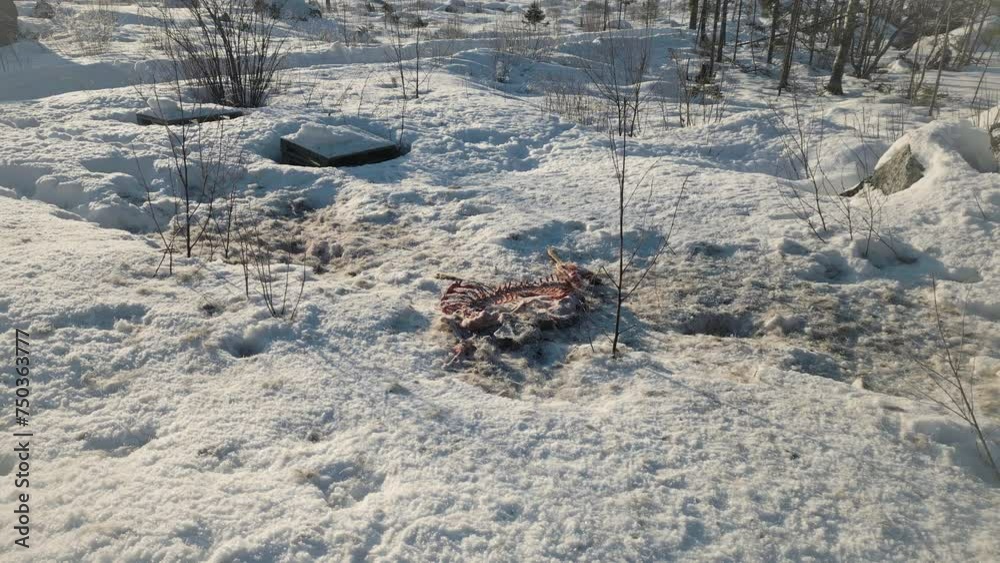Dead animal skeleton on white snow in winter forest, motion view Dead animal skeleton on white snow in winter forest, motion view