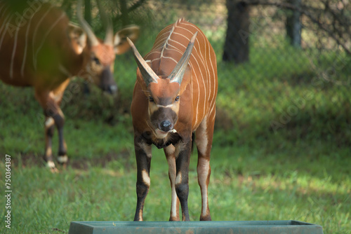 The bongo (Tragelaphus eurycerus), native to sub-Saharan Africa antelope photo