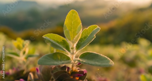 cinematic beauty of a young Withania plant growing in a field with a close up