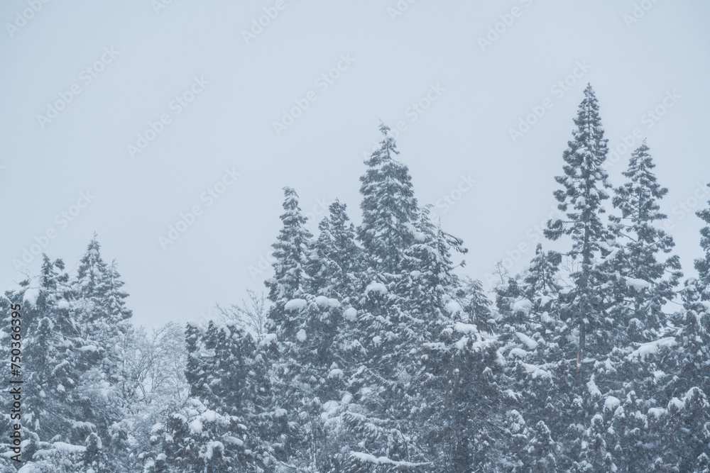 真っ白で美しい雪国の風景