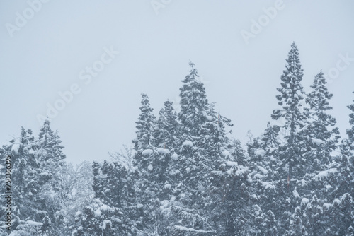 真っ白で美しい雪国の風景
