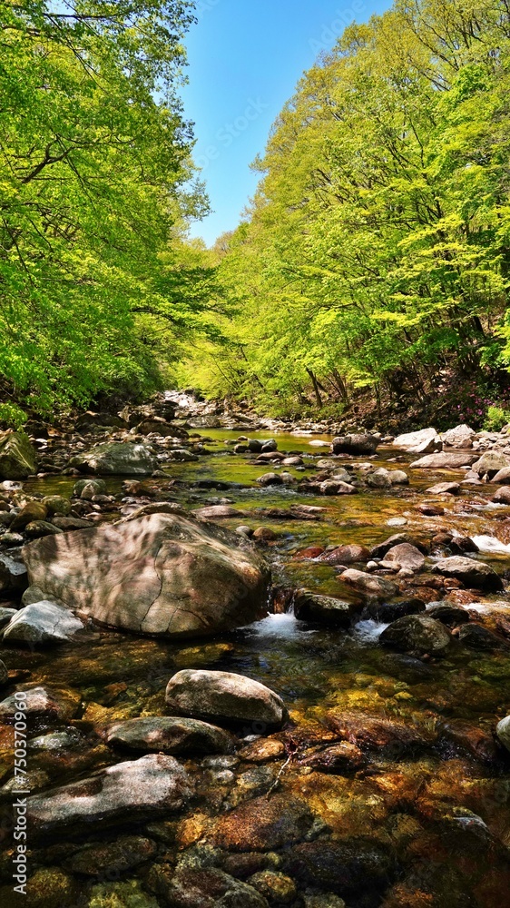 Obraz premium Wonderful spring scenery of Jiri Mountain in Korea
