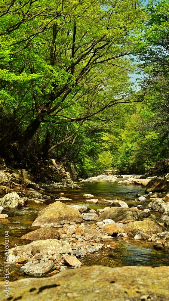 Wonderful spring scenery of Jiri Mountain in Korea Wonderful spring scenery of Jiri Mountain in Korea