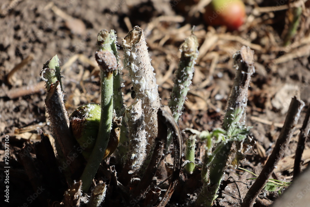 Maltrait Raspberry Cut diseased raspberry bush Metcalfa pruinosa destroyed raspberry ...