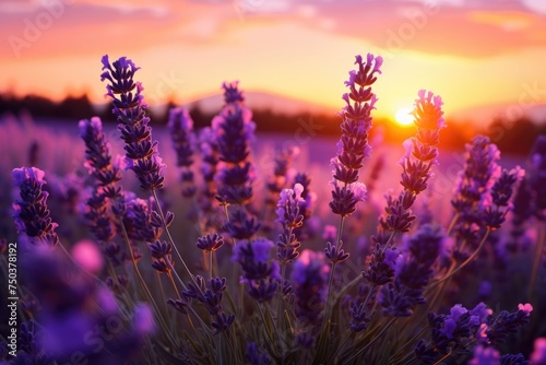 Close photo Beautiful lavender at sunset, Close up lavender flowers in beautiful field at sunset, AI generated