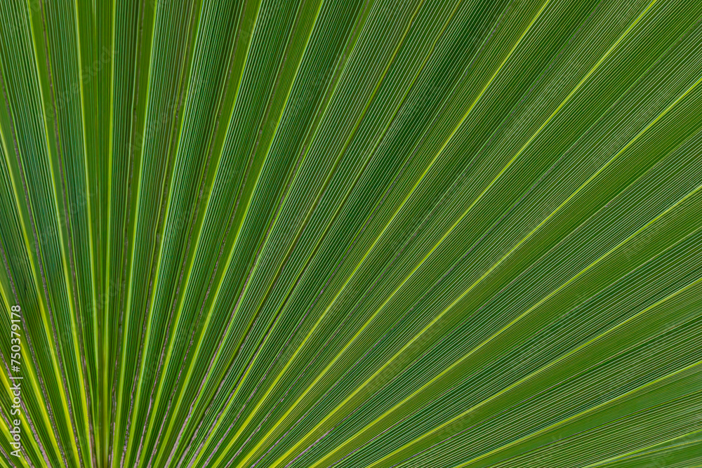 palm leaf texture close up palm leaf texture close up