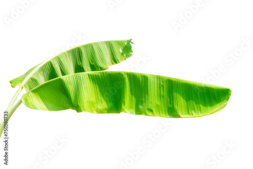 banana leaf isolated 