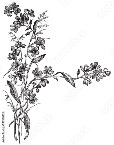 Vintage Flowers and Plants. Hand Engraved Retro Botanical Line Artwork. Botanical Herbs Collection. Vector Set of Hand Drawn Summer Florals, Herbs, Weeds and Meadows. Vintage plants illustration.
