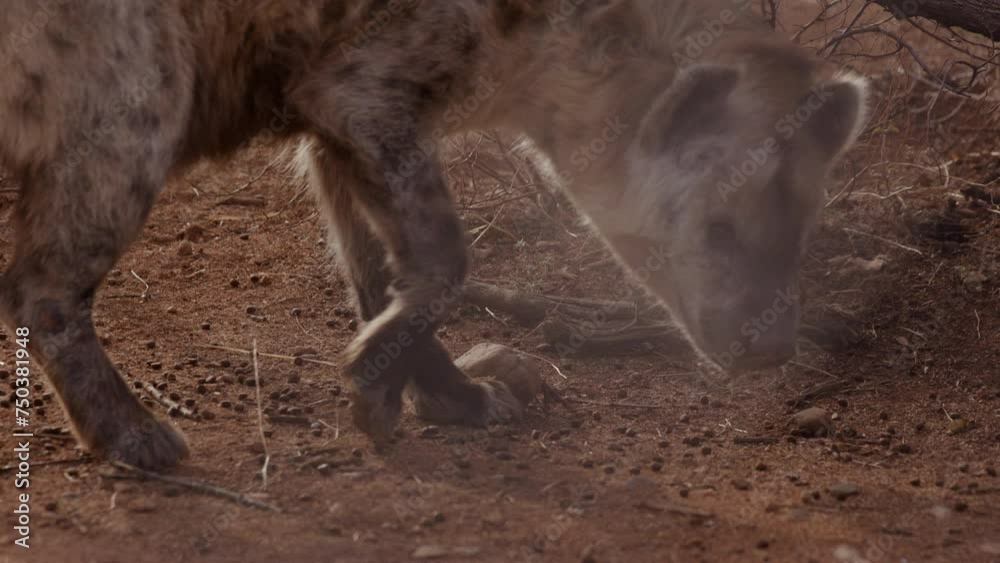 Hyena in enclouser runs off after eating food on ground Hyena in enclouser runs off after eating food on ground