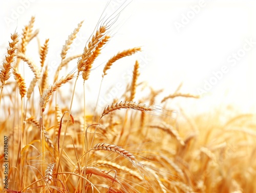 Golden Wheat Field at Sunrise with a Warm Glow Backdrop