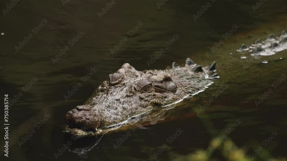 Crocodile Gliding Through Water