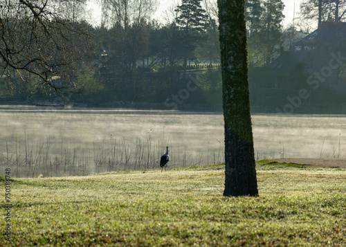 spring landscape with a silhouette of a stork on the edge of a lake  morning fog