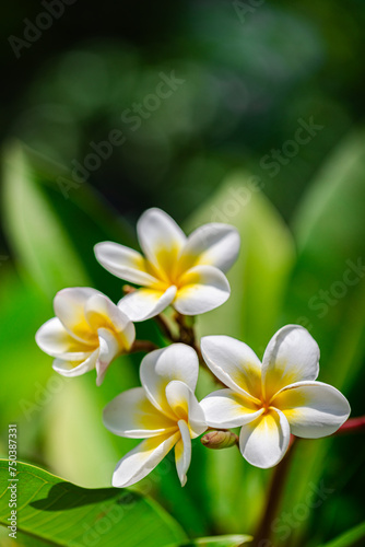 Romantic love flowers. Tropical Plumeria floral garden closeup, white yellow Frangipani blossoms on green lush foliage. Honeymoon blooming white flowers. Happy bright sunny panoramic nature banner

