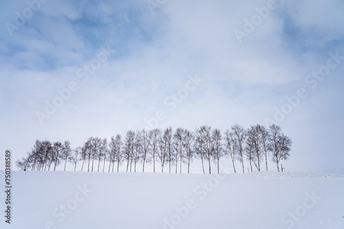 Wallpaper Mural 北海道美瑛の丘の雪景色 Torontodigital.ca