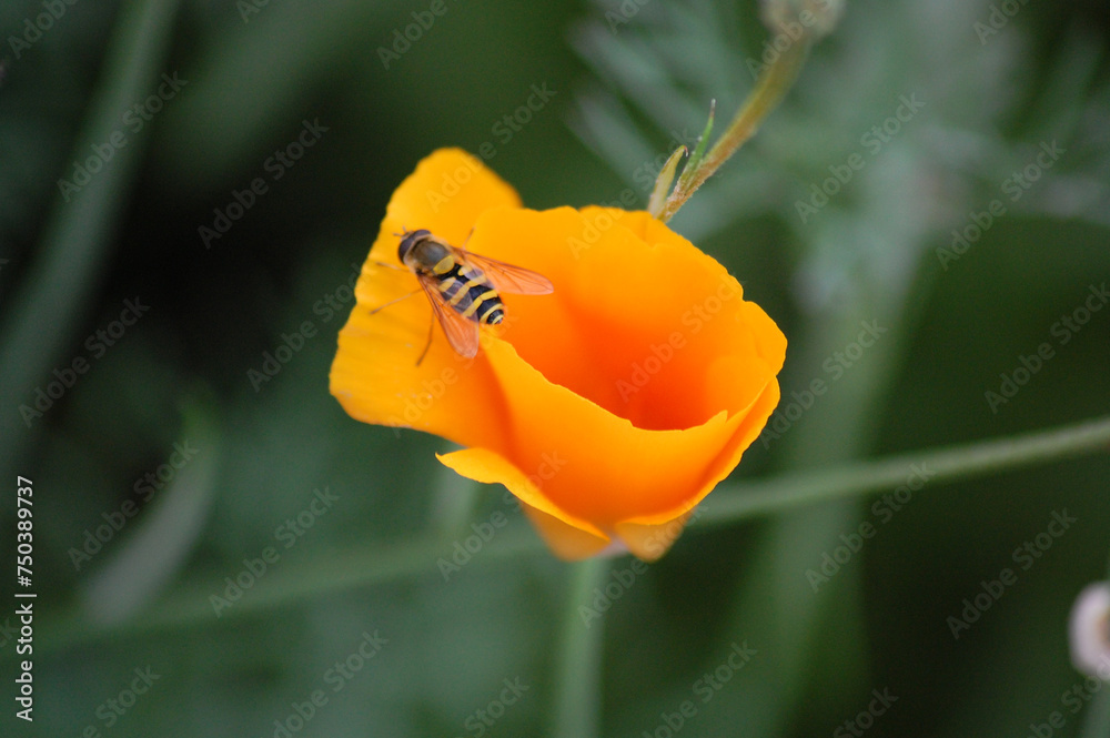 Fototapeta premium orange flower with striped fly on blurred green background