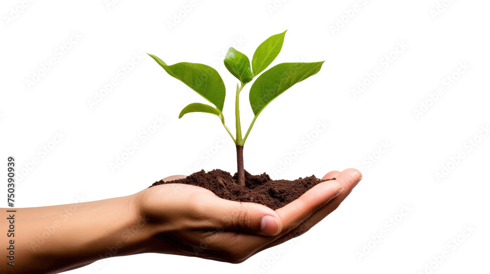 Hands holding young plant sprout isolated on transparent a white background Hands holding young plant sprout isolated on transparent a white background