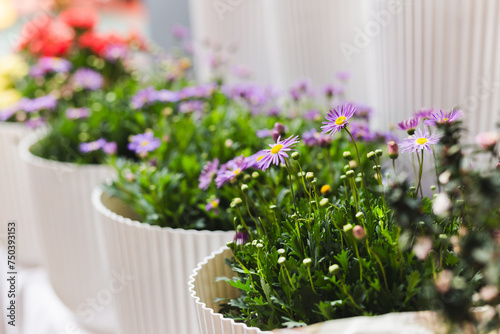 Purple brachyscome flower in white pot in the garden.