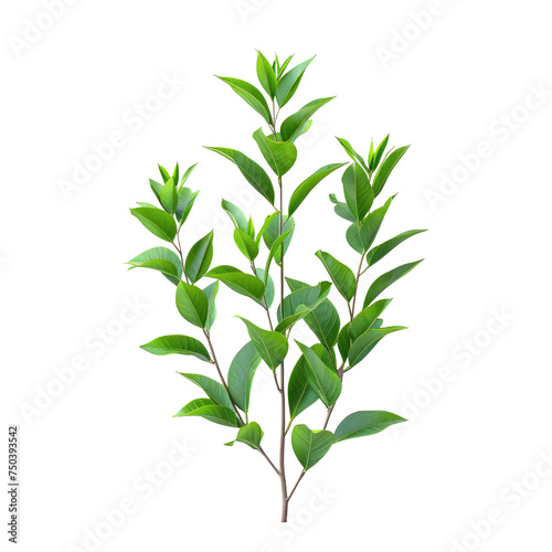 Melaleuca Alternifolia isolated on transparent background