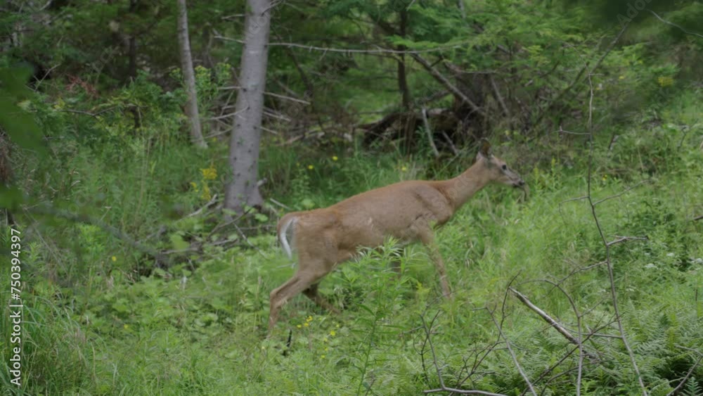 A deer, chewing and walking slowing in the deep woods, surrounded by a variety of vegetation, on a summer afternoon