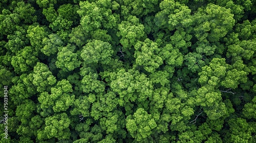 Aerial top view of mangrove forest. Drone view of dense green mangrove trees captures CO2. Green trees background for carbon neutrality and net zero emissions concept. Sustainable green environment. © Naknakhone