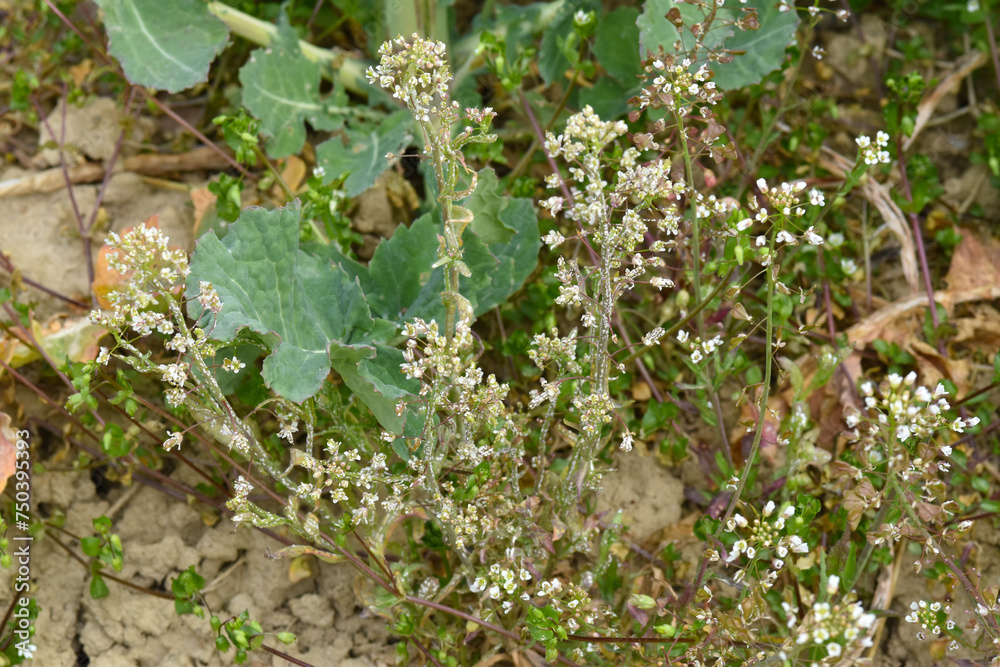 Echter Mehltau, Erysiphe cruciferarum an Hirtentäschelkraut, Rapsfeld Echter Mehltau, Erysiphe cruciferarum an Hirtentäschelkraut, Rapsfeld