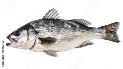 One fresh sea bass fish isolated on white background with clipping path. Full Depth of field. Focus stacking. PNG.png 