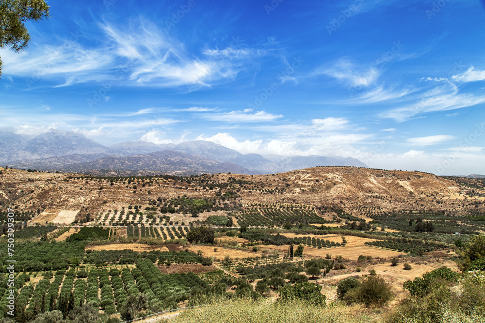 Olive fields on the Mediterranean island of Crete (Greece)