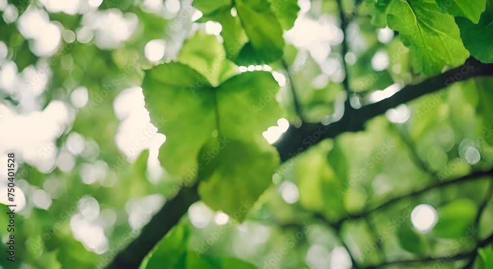 A Symphony of Greens: A Close-Up of Tree Leaves A Symphony of Greens: A Close-Up of Tree Leaves