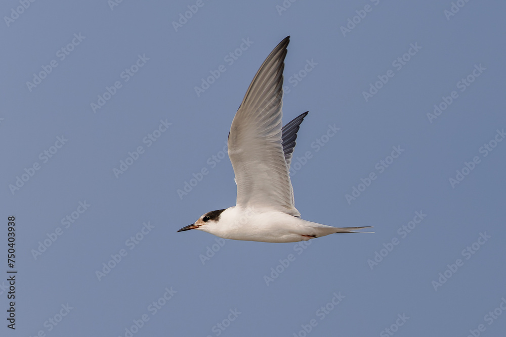 Obraz premium Common tern (Sterna hirundo) flying over the beach on the East Frisian Island Juist, Germany.