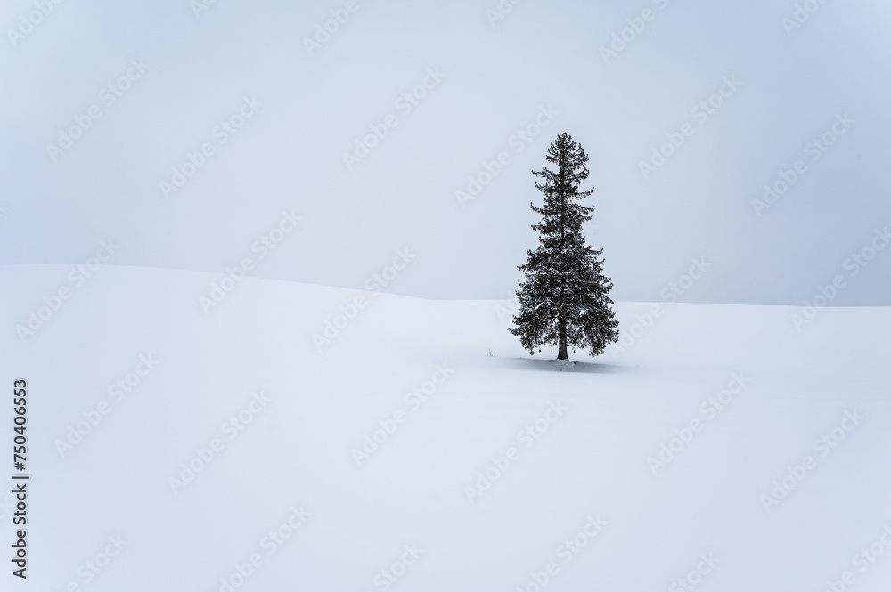 北海道美瑛のクリスマスツリーの木 北海道美瑛のクリスマスツリーの木