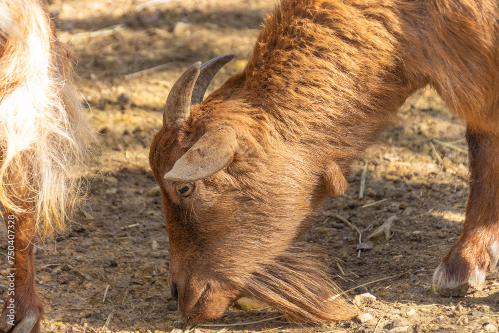 Fototapeta premium chèvre en gros plan, en train de chercher à manger