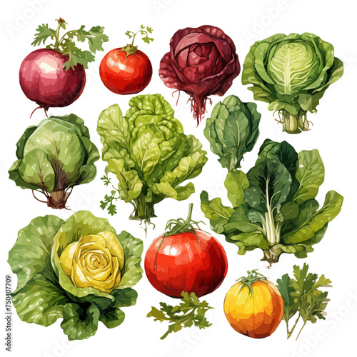 Watercolor painted of vegetables and cabbage, Lettuce, onion, hand drawn, isolated on a white background, Drawing clipart, Illustration & Vector, Graphic.