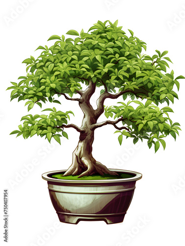 Illustration of bonsai tree in a pot on white background 