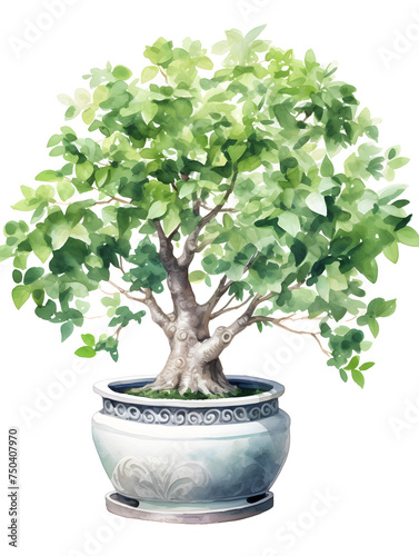 Watercolor illustration of bonsai tree in a pot on white background 