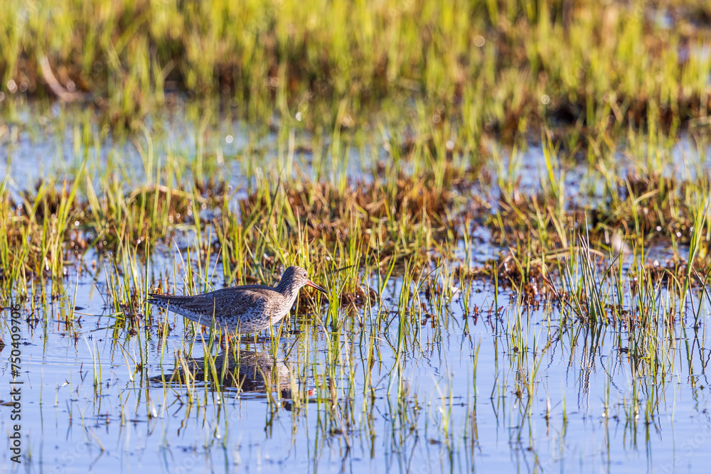 Redshank in the water by a swamp Redshank in the water by a swamp