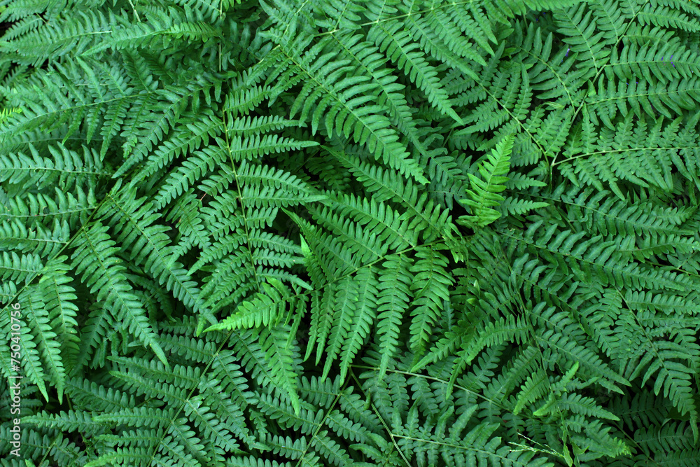 Natural background of fern leaves in forest  