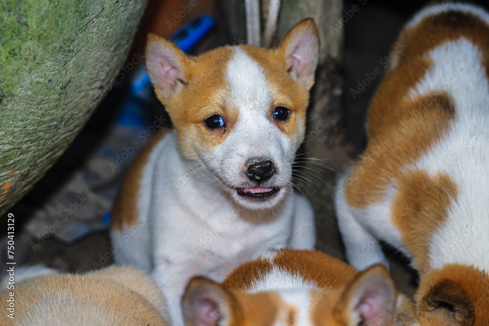 Street dog puppies playing with each other. Puppies playing in dog house outside. Little cute Puppies. Street dog puppies playing with each other. Puppies playing in dog house outside. Little cute Puppies.