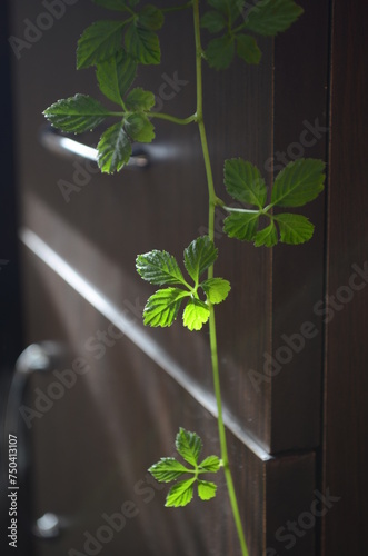 Miracle grass, Southern ginseng Gynostemma pentaphyllum Makino photo