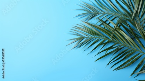 Palm tree with tropical leaves on a blue background with a place to copy text, an even layer of green tropical leaves. The concept of recreation, tourism, and sea travel.