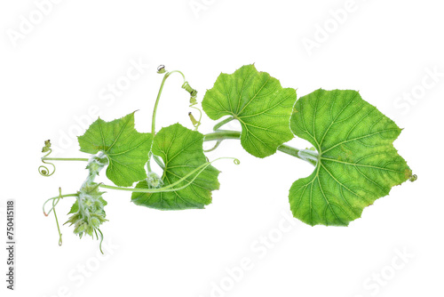 branch of pumpkin leaf isolated, png