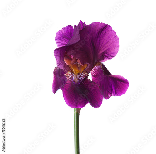 Dark violet Iris flower isolated on a white background.