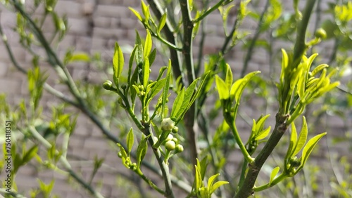 Lemon plant 