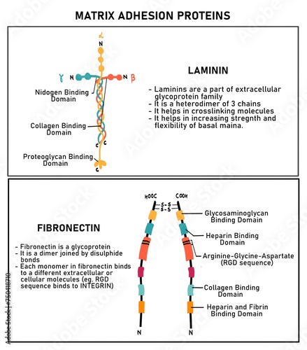 Laminin and Integrin Structure photo