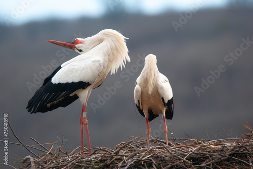 Stork clattering the beak while throwing back the head, ciconia, couple white storks on the nest, Alsace France, Oberbronn